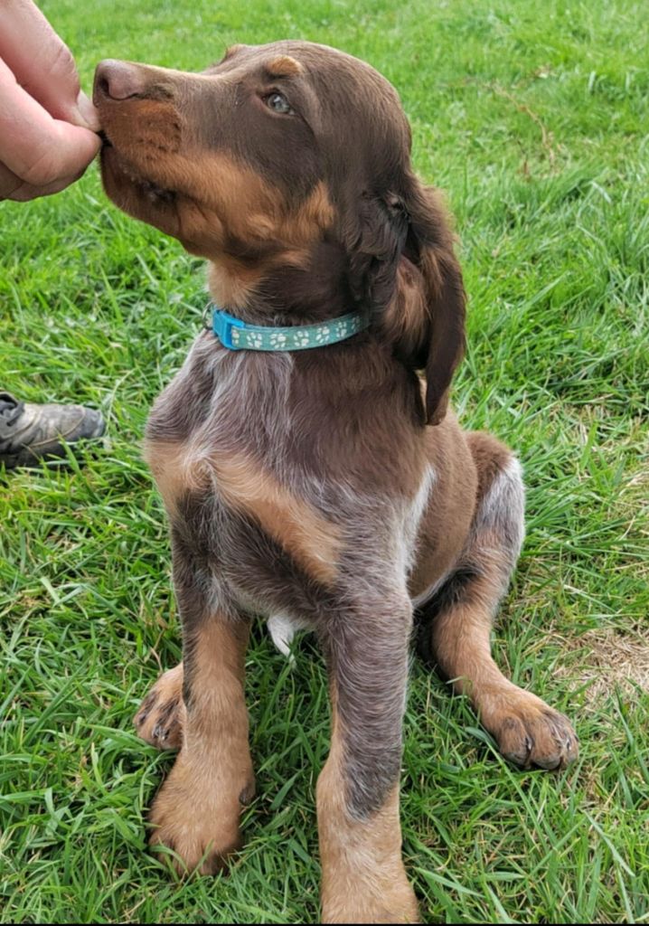 Des Gardiens Des Templiers - Chiots disponibles - Epagneul picard