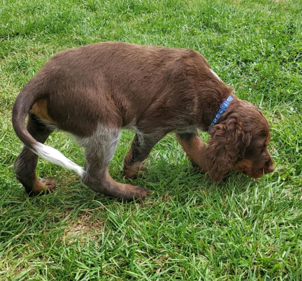 Des Gardiens Des Templiers - Chiots disponibles - Epagneul picard