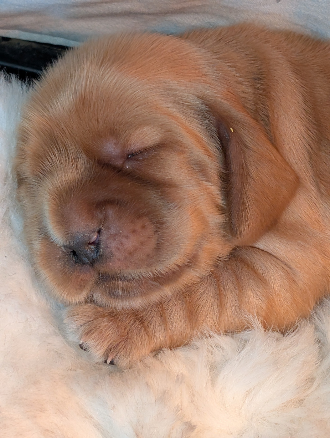 Des Gardiens Des Templiers - Chiots disponibles - Cocker Spaniel Anglais