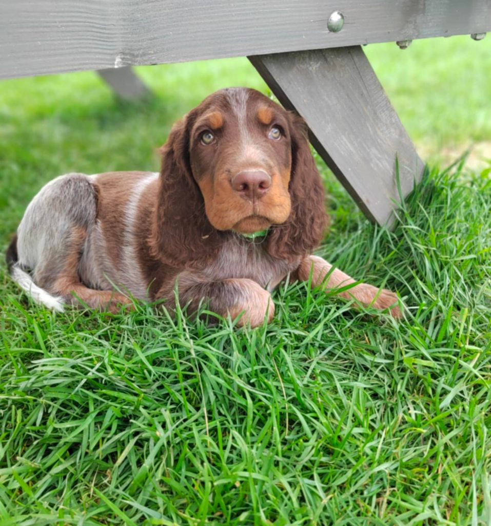 Des Gardiens Des Templiers - Chiots disponibles - Epagneul picard