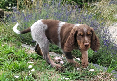 CHIOT 1